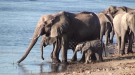 Elephant mother drinks water with her trunk while suckling her baby, Chobe River, Botswana