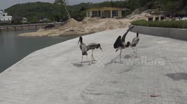 Taking flight again: Baby storks released into the wild after being rescued from mobile phone tower in Thailand