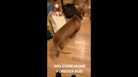 Rescue dog's adoption reaction!