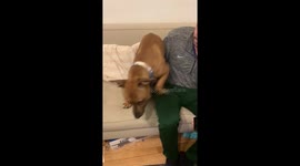 Rescue dog can't get enough cuddles!!