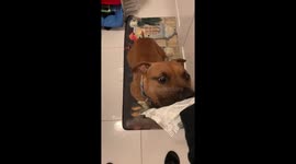 Frito the dog in New York discovers that cream cheese is delicious