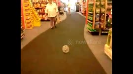 Bird in hamster ball follows owner in store