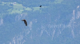 Golden Eagle attacked by two red-billed choughs  ( slowmotion )