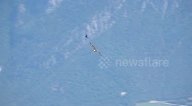 ( realtime edit )  Golden Eagle attacked by two red-billed choughs