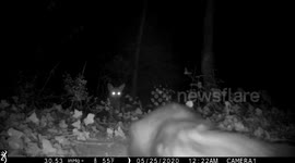 Fox gets ringside seat to badger fight