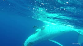 Diver goes eye to eye with two huge humpback whales in amazing encounter near Tonga