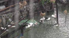 Mother duck and her babies enjoying a tropical downpour.