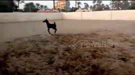 pony in farm