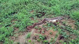 The snake and the cat Simon