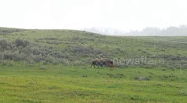 Baby bison gets 'the zoomies' in Yellowstone National Park