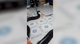 Enormous python scares family after appearing in their living room