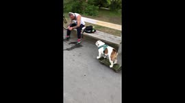 Adorable dog skateboarding like a boss in the park