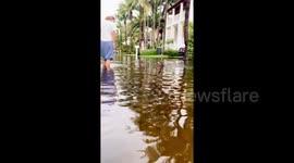When it floods in Miami, we find gators in the water