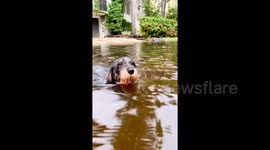 Adorable dachshund swims in the flooded streets of a post-storm Miami