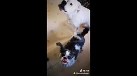 Quirky dog's ears stand up straight when she hears the word 'treat'