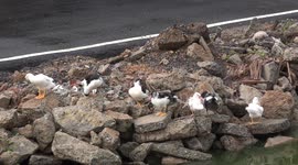 Seven young ducks pruning themselves after a big shower of rain.