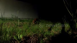 Cheeky fox caught stealing sausages