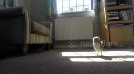 Baby owl crashes into camera