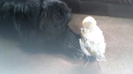 Huge Newfoundland Dog and baby barn owl share a toy