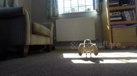 Watch these cute owlets learning how to fly