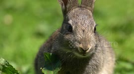 Tiny British Rabbits Emerge For The UK Spring