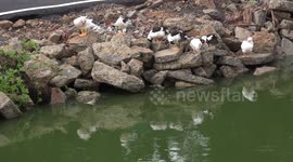 Seven young ducks preening their feathers, with reflections in a pond.