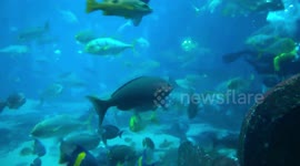Dubai Aquarium and Underwater Zoo