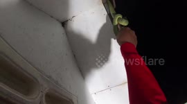 Rescue worker climbs up the outside of house to catch snake eating a bat