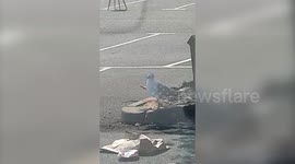 Seagull waddles around car park with 20inch-long arrow sticking through its body