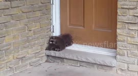 Canadian photographer films group of baby raccoons sleeping at his door