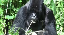 Celery, diet of giants! Silverback mountain gorilla expertly peels wild celery to get tender stalks in Rwanda's Volcanoes National Park.