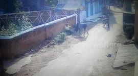 Chilling moment stray bull viciously attacks man in central India