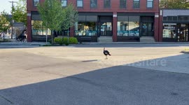 Wild Maine Turkey Roams City During Lock-Down