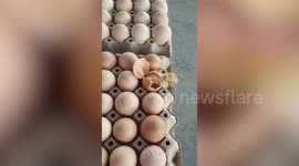 Chick dodges the saucepan and HATCHES from egg on shop shelf