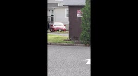 Bird Playing with a Groundhog