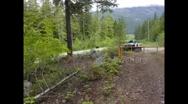 Brown bear near Whistler Canada