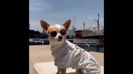 Hilarious chihuahua remake of the Latin American singer 'Luis Miguel' in Mexico