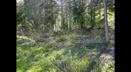 Mule deer near Pemberton
