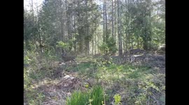 Mule deer near Whistler Canada