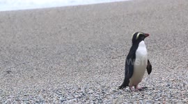 Fiordland crested penguin squawking