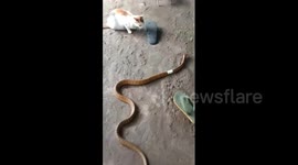 Cat draws attention to snake trapped in plastic tube in India