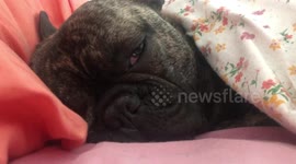 Sleeps with eyes open