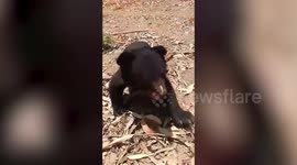 Forest officials play with adorable baby bear born inside wildlife enclosure in northern India