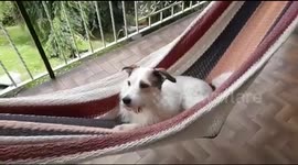 Dog likes to chill in a hammock