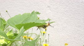The hungry caterpillar in the flower garden.