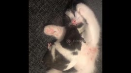 Hamster and kitten friends