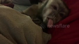 Gunner Black cap capuchin monkey, making noise and has a busy tongue, cuddling and being sweet.