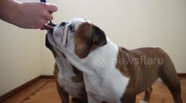Delighted English Bulldogs Eating Plain Yogurt