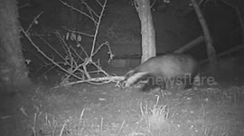 Plum raiders - fallen plums attract foxes, badgers, deer and a jay to an orchard in Stroud, Gloucestershire, filmed by a camera-trap