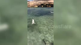 Pet dogs enjoy idyllic Israel beach deserted during coronavirus pandemic